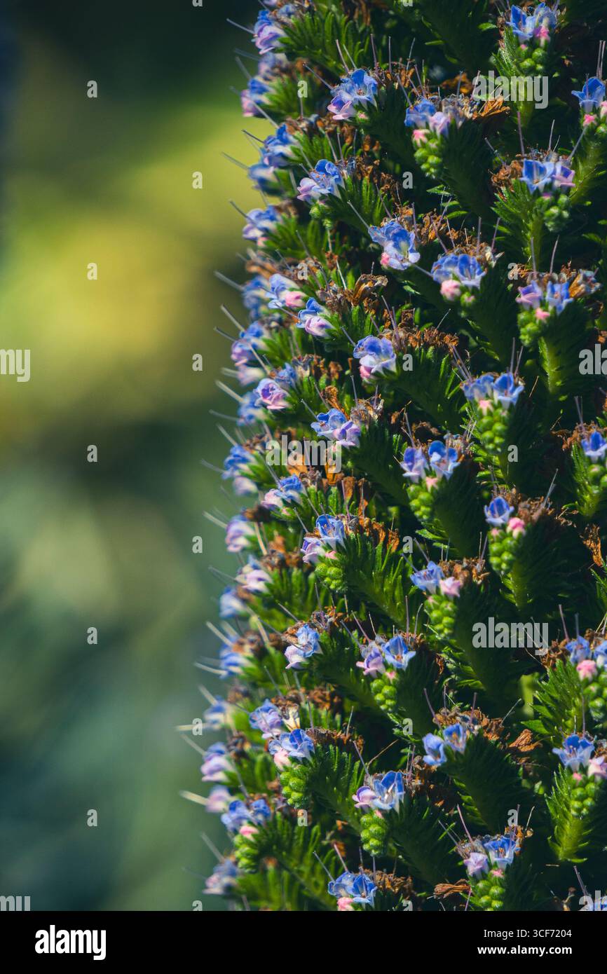 Atemberaubende blaue und rosa Spitzen Stolz von madeira oder Fastuosum, australische Pflanzen, invasive Pflanzen Stockfoto