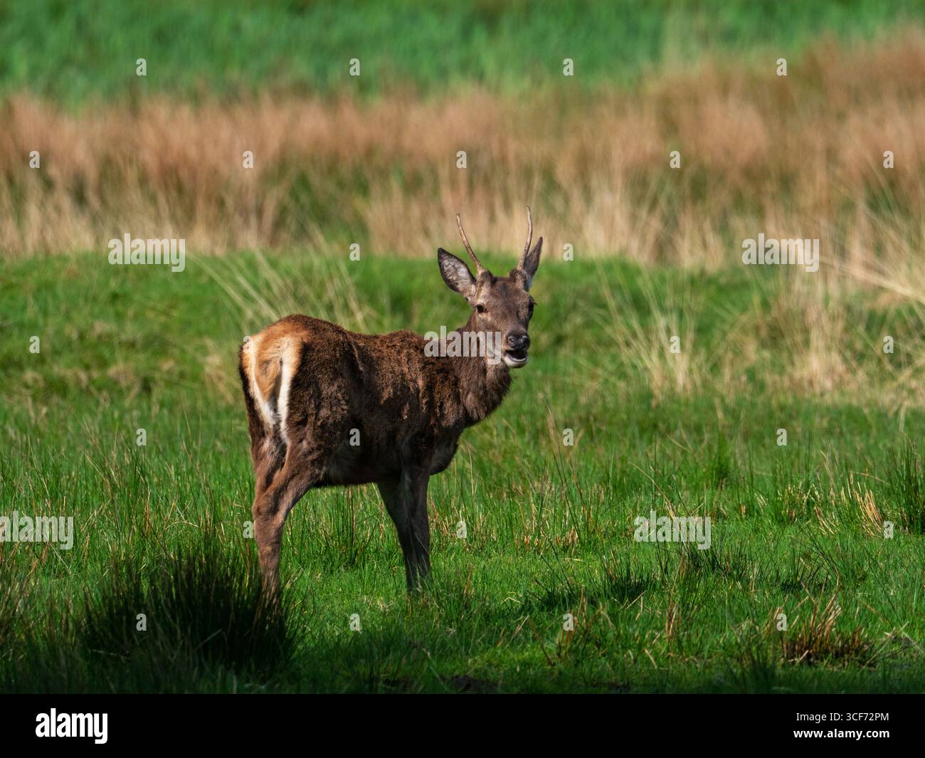 Rothirsch Cervus elaphus Junghirsch auf Grasland, Kingairloch, Highland Region, Schottland, Vereinigtes Königreich, Mai 2022 Stockfoto