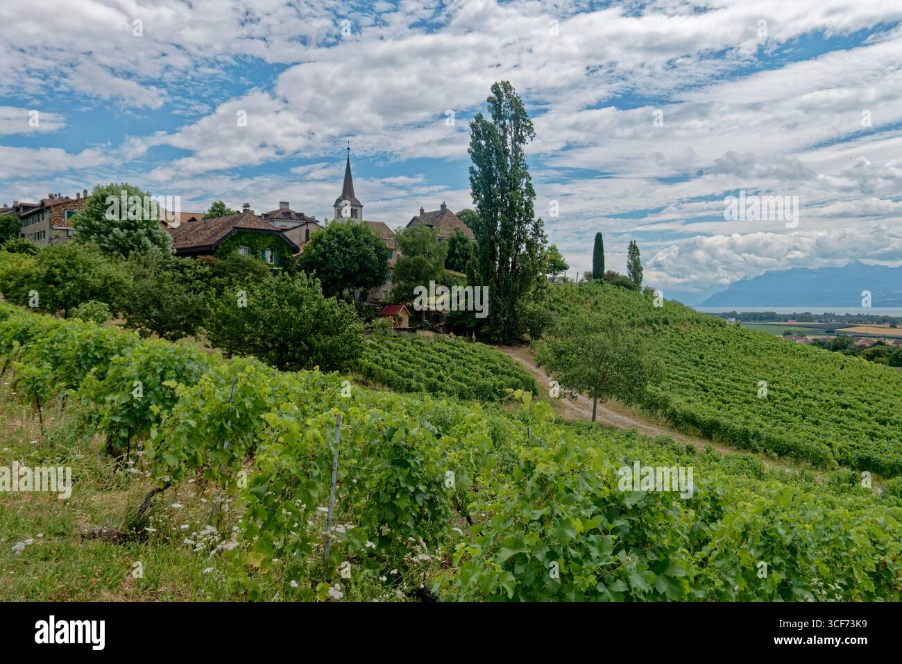 Mont-Sur-Rolle am Genfer See, Weinbaugebiet, La Cote, Waadt, Schweiz Stockfoto
