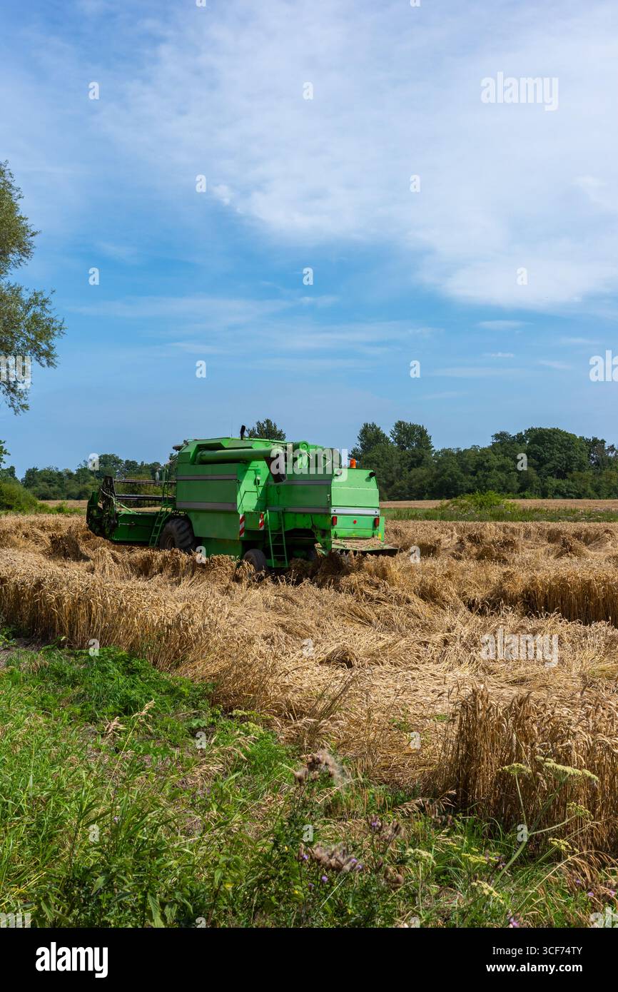Grüne Getreideerntemaschine auf dem Weizenfeld. Sommerernte des Getreides bei sonnigem Tag. Stockfoto