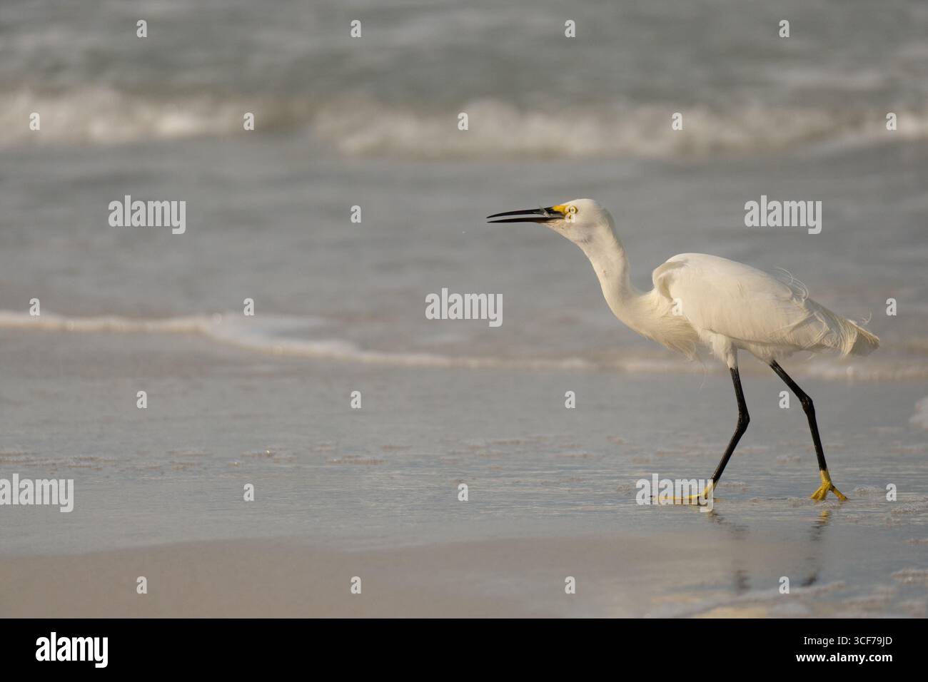 Fisch Abendessen Stockfoto