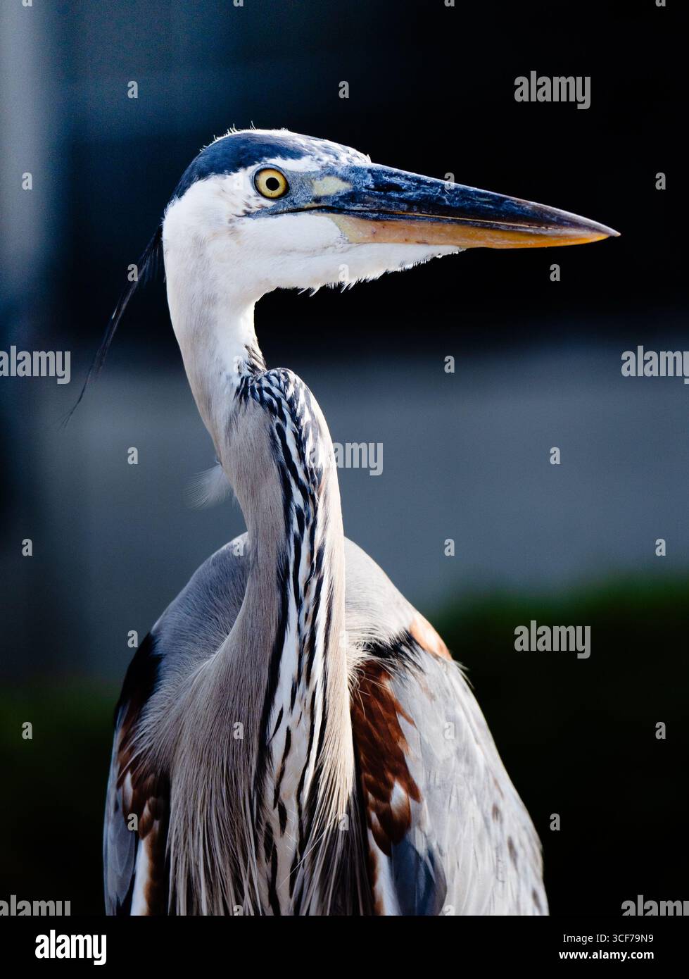 Sie sieht dich an Stockfoto