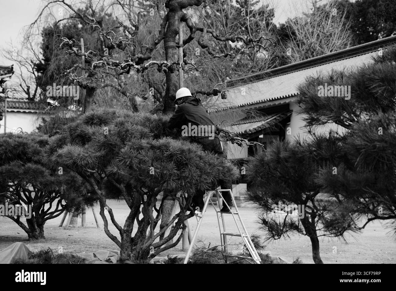 Ein Gärtner auf einer Leiter schneidet die Kiefern im Honmaru-Garten von Nijo Castle in Schwarz-weiß Stockfoto