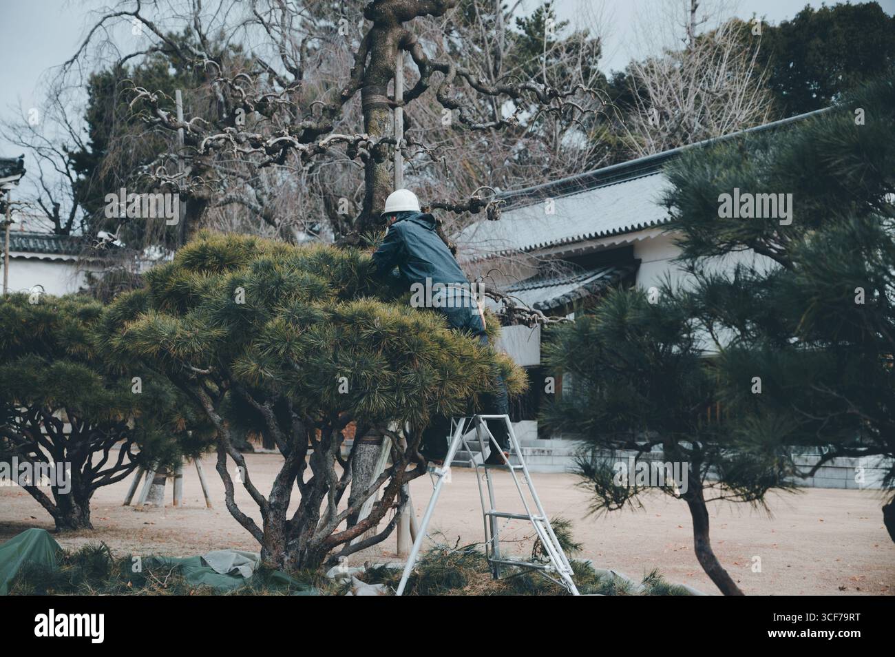 Ein Gärtner auf einer Leiter schneidet die Kiefern im Honmaru-Garten von Nijo Castle Stockfoto