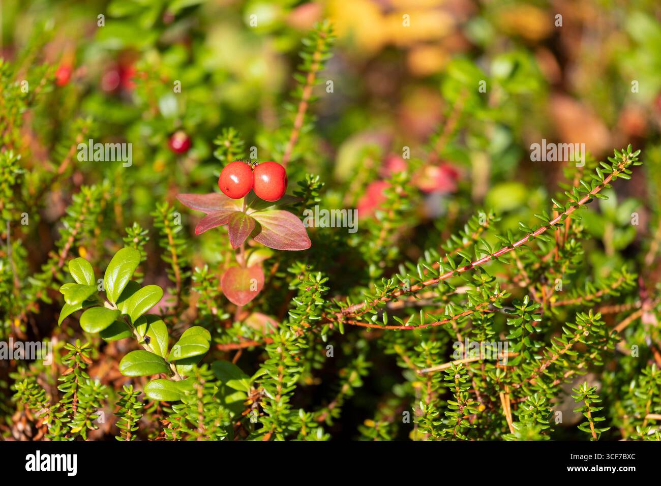 Beeren von Cornus suecica in der Tundra Stockfoto