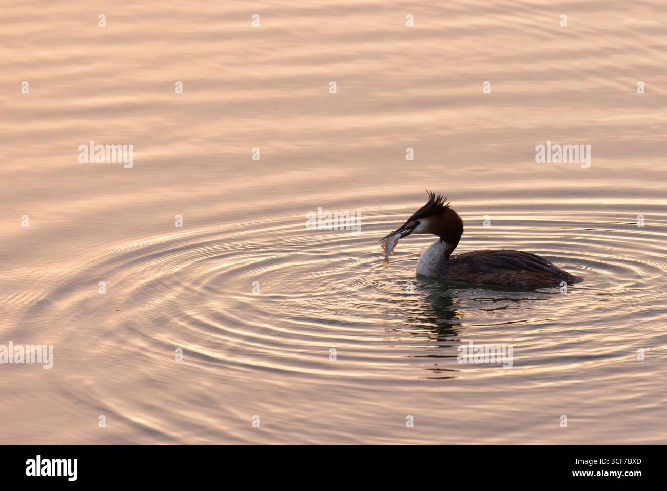 Große Greber haben einen Fisch bei Sonnenaufgang gefangen, Nahaufnahme Stockfoto