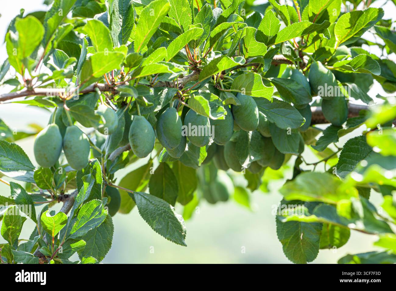 Pflaume hängt an Baumzweigen, grüne Pflaumen wachsen. Unreifer grüner Pflaumenbaum. Grüner natürlicher Hintergrund mit Früchten. Pflaumenanbau, junge Früchte Stockfoto