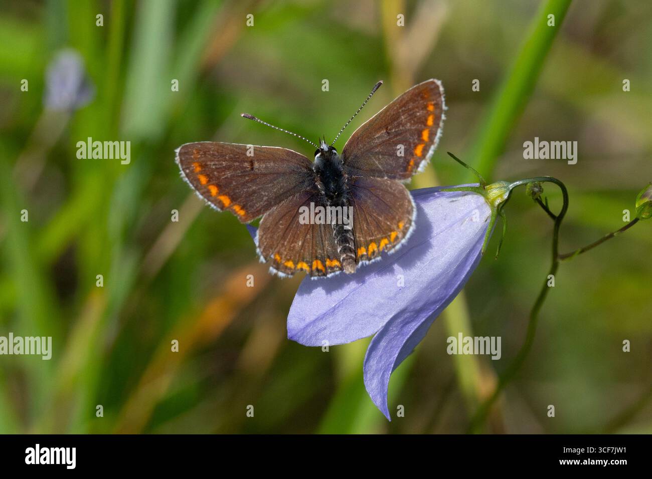 Brauner Argus (Aricia agestis) auf einer Blume in Yorkshire. Stockfoto