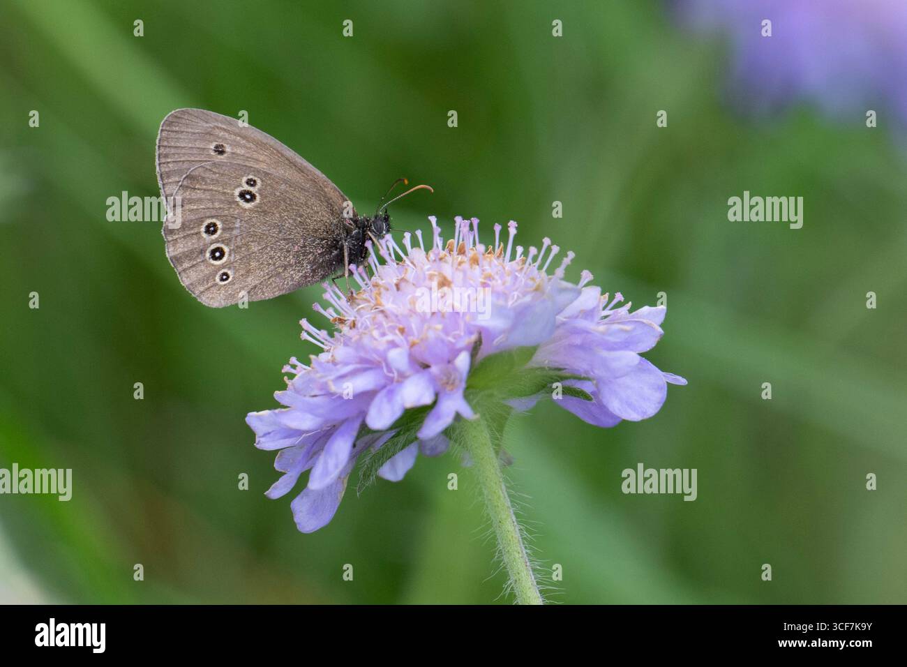 Ringelblume (Aphantopus hyperantus), die sich an einer Skabiusblüte ernährt. Stockfoto
