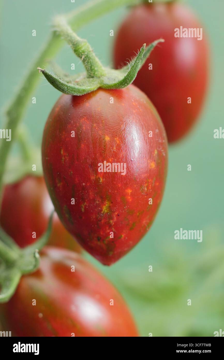 Tomaten auf Reben auf Pflanzen. Tomatenpflanze der Sorte Solanum lycopersicum 'Shimmer'' F1, die auf der Rebe mit Stützen wächst. UK Stockfoto