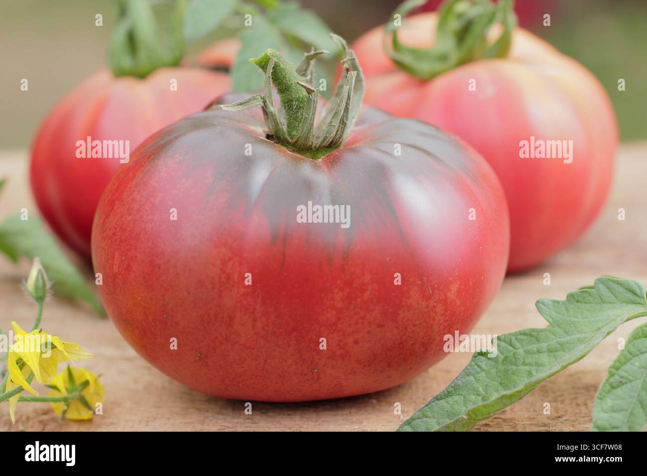 Tomate Close upSolanum lycopersicum 'Black Russian' Tomate, eine große Cordonsorte mit tiefschwarz-roter Farbe auf Holztisch. UK Stockfoto