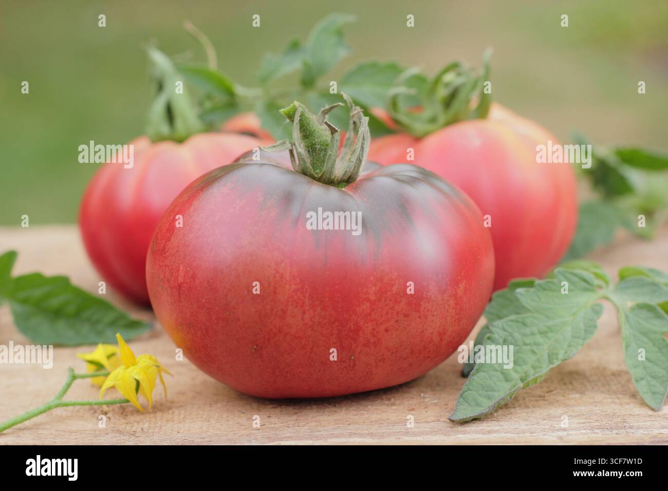 Tomate Close upSolanum lycopersicum 'Black Russian' Tomate, eine große Cordonsorte mit tiefschwarz-roter Farbe auf Holztisch. UK Stockfoto