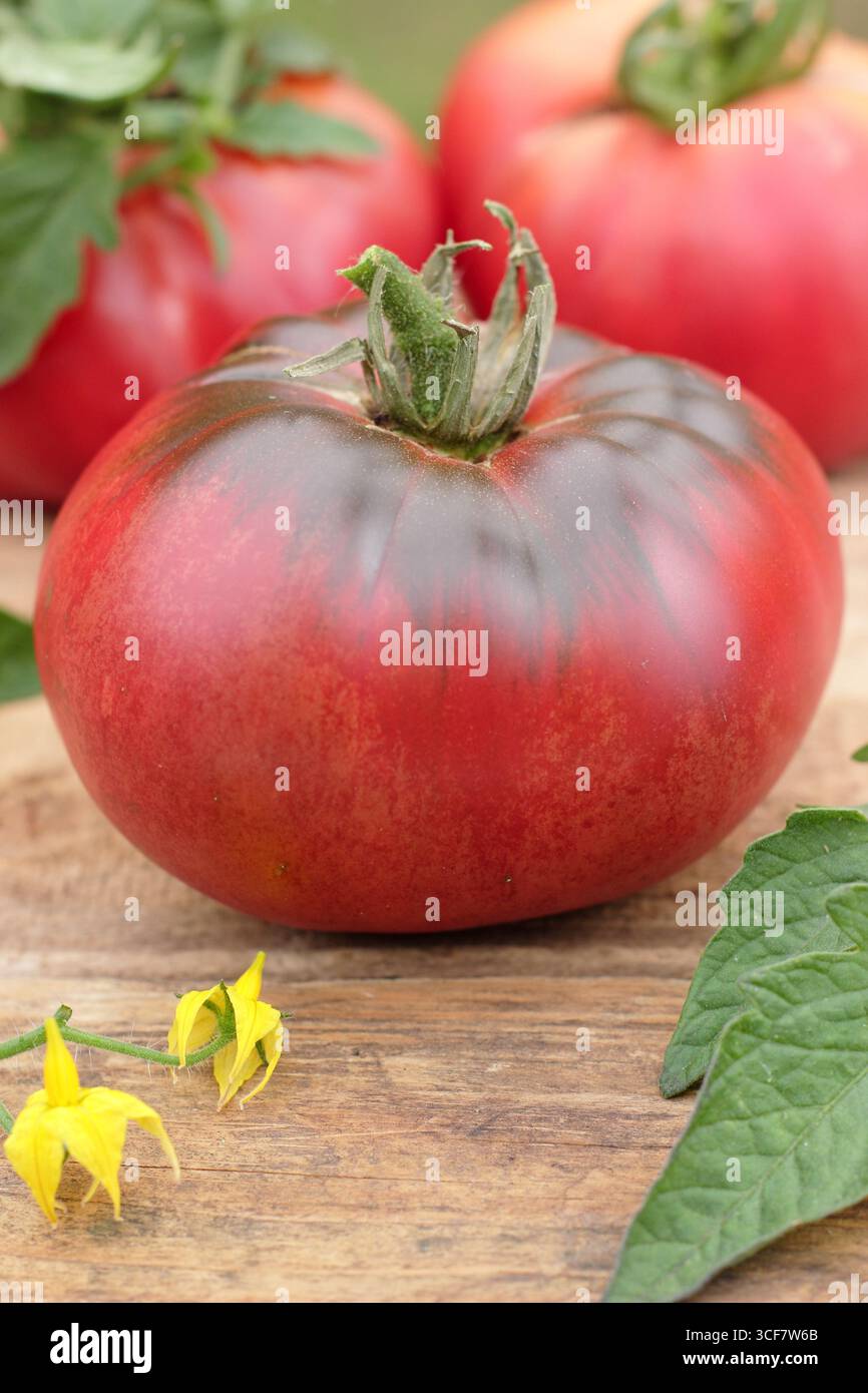 Solanum lycopersicum 'Black Russian' Tomate, eine große Cordonsorte mit tiefschwarz-roter Farbe. UK Stockfoto