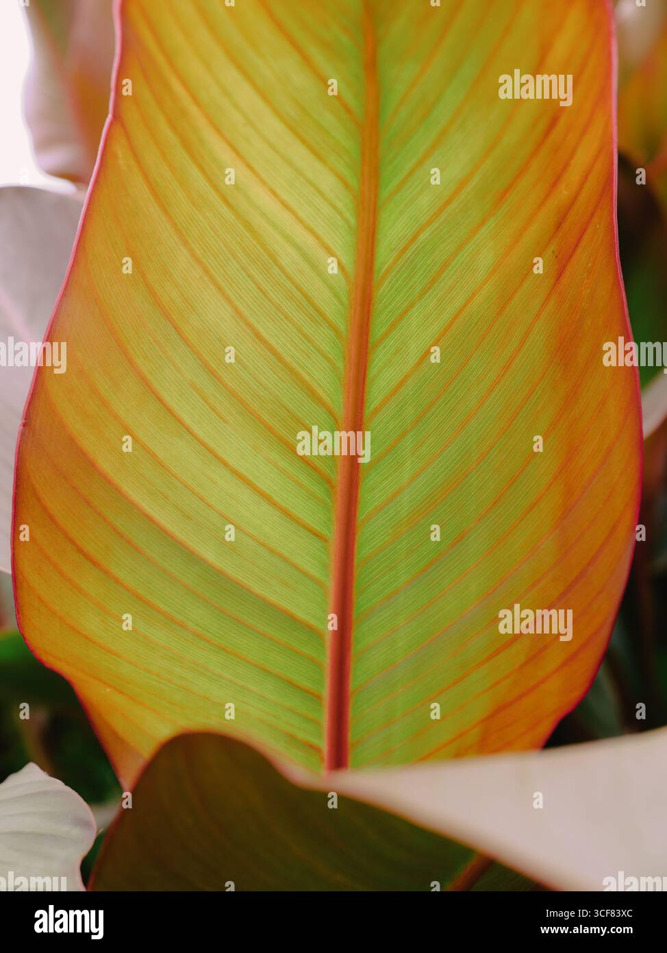 Ein botanisches Pflanzenblatt mit Adern aus nächster Nähe des Naturhintergrundes - natürliche Pflanzenform Stockfoto
