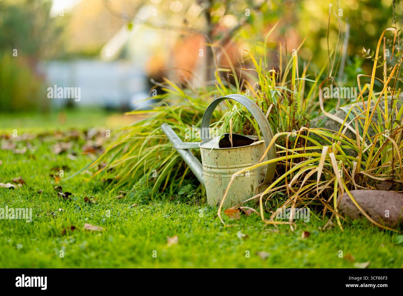 Verwitterte Gießkanne aus Metall auf grünem Gras neben hohen Gartenpflanzen Stockfoto