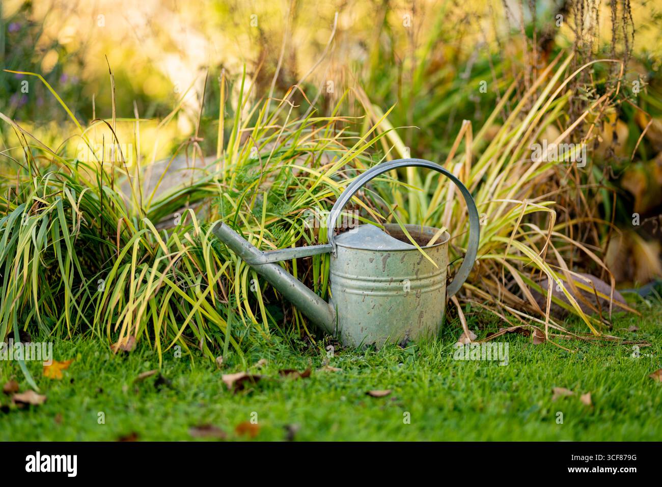 Verwitterte Gießkanne aus Metall auf grünem Gras neben hohen Gartenpflanzen Stockfoto