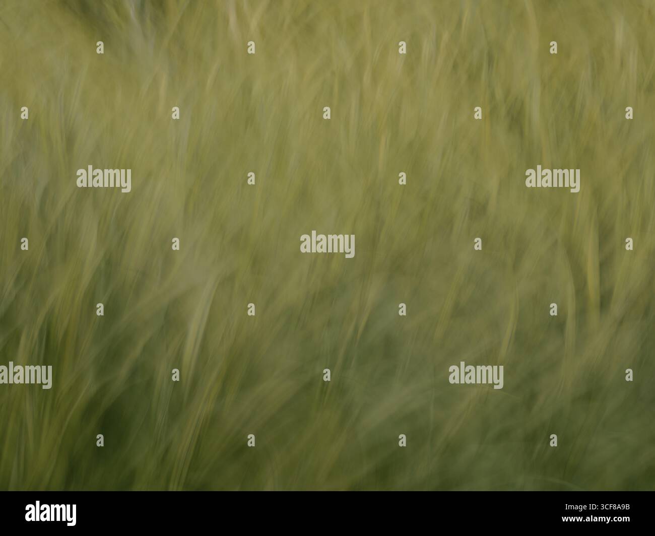 Ein fließendes grünes Gras Bewegung Natur Hintergrund - abstrakter unscharfer beweglicher Kopierraum Stockfoto
