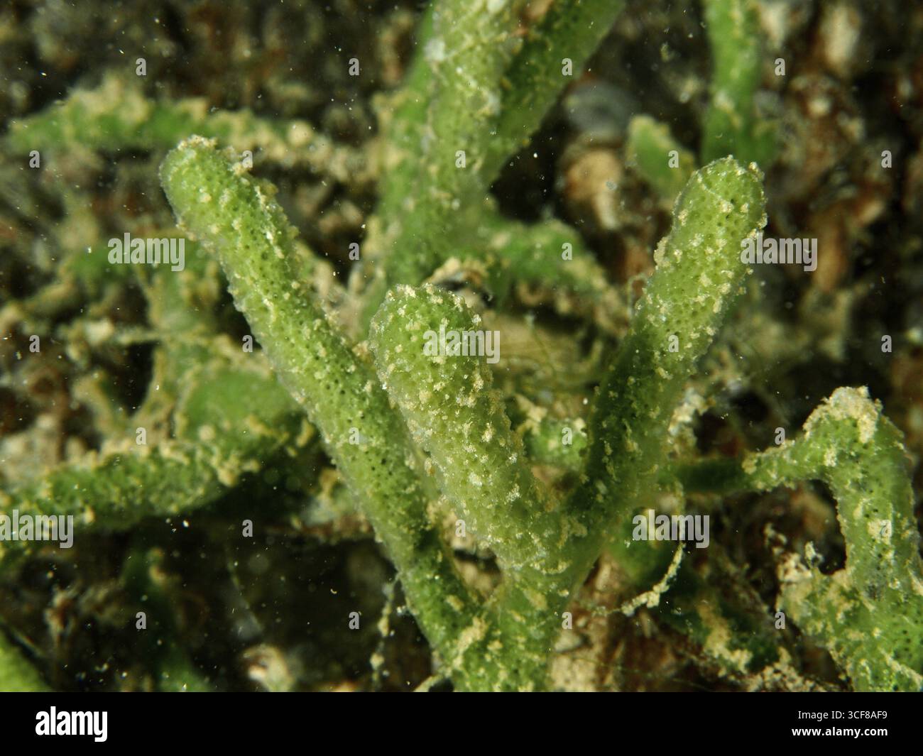Nahaufnahme des grünen Süßwasserschwamms (Spongilla lacustris) mit granulierter Struktur unter Wasser. Tauchplatz Wildsau, Berlingen, Bodensee, Schweiz Stockfoto
