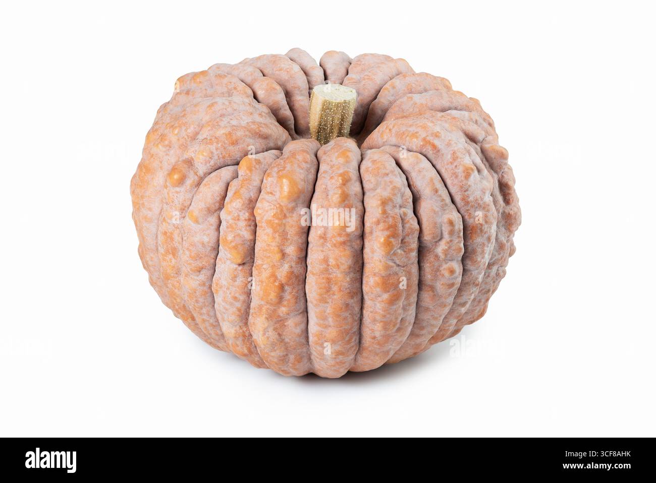 Black Futsu Japanische Erbstücke Kürbis Winter Squash isoliert auf weiß Stockfoto