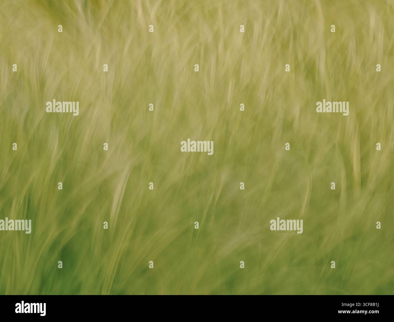 Ein fließendes grünes Gras Bewegung Natur Hintergrund - abstrakter unscharfer beweglicher Kopierraum Stockfoto