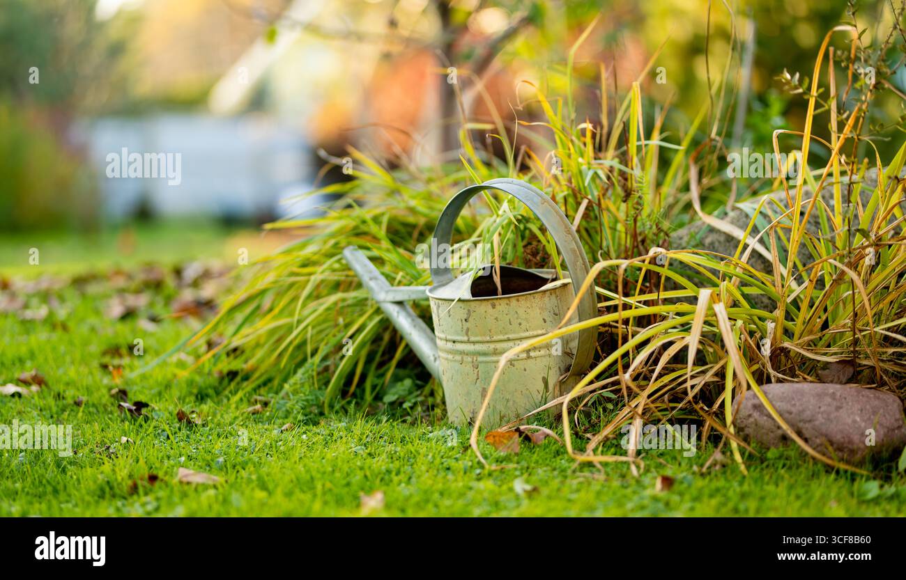 Verwitterte Gießkanne aus Metall auf grünem Gras neben hohen Gartenpflanzen Stockfoto