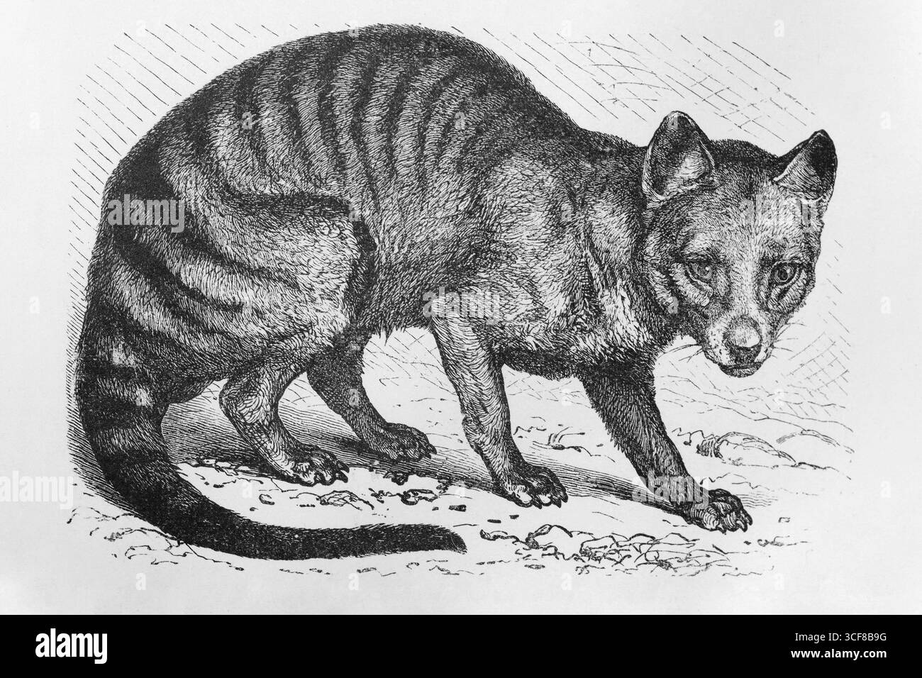 Ausgestorbener Wolf (Thylacinus cynocephalus), Stahlstich, Brockhaus von 1908, Deutschland Stockfoto