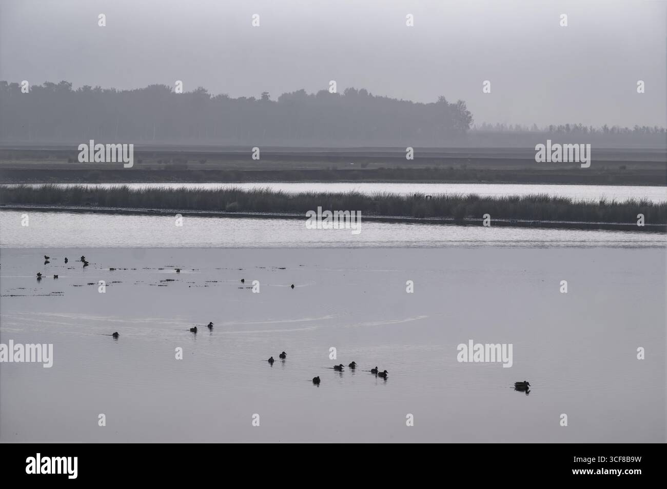 Wasservögel im Fuechtenfelder Moor, Teil des Naturschutzgebiets Dalum-Wietmarscher Moor im Naturpark Bourtanger Moor - Veenland. Das Moor ist Stockfoto