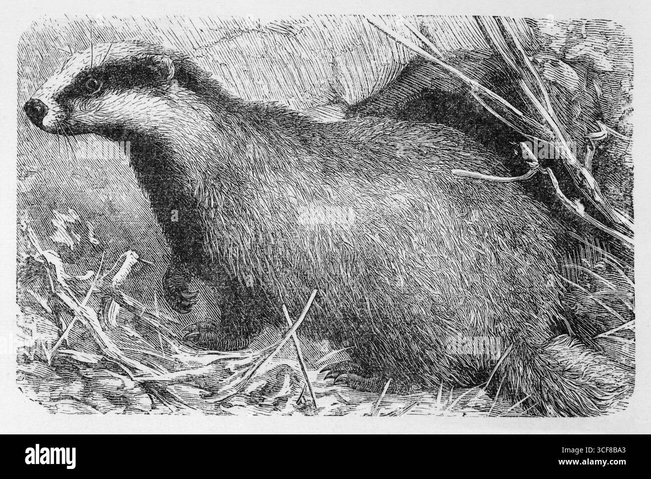 Dachs illustration Schwarzweiß-Stockfotos und -bilder - Alamy