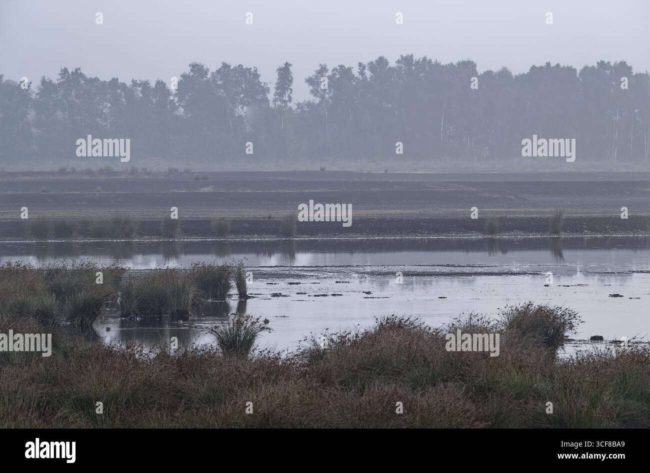 Wasservögel im Fuechtenfelder Moor, Teil des Naturschutzgebiets Dalum-Wietmarscher Moor im Naturpark Bourtanger Moor - Veenland. Das Moor ist Stockfoto