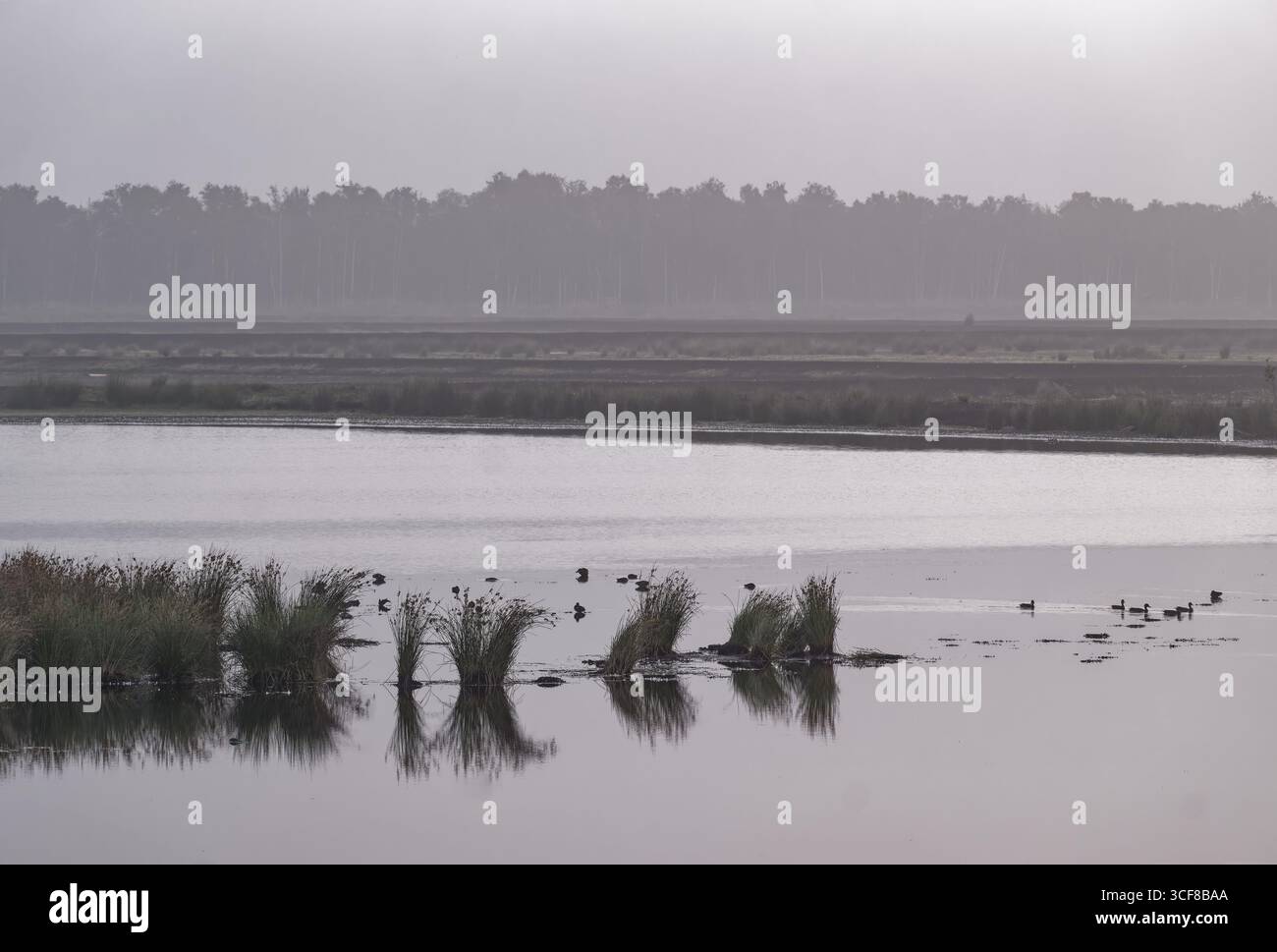 Wasservögel im Fuechtenfelder Moor, Teil des Naturschutzgebiets Dalum-Wietmarscher Moor im Naturpark Bourtanger Moor - Veenland. Das Moor ist Stockfoto
