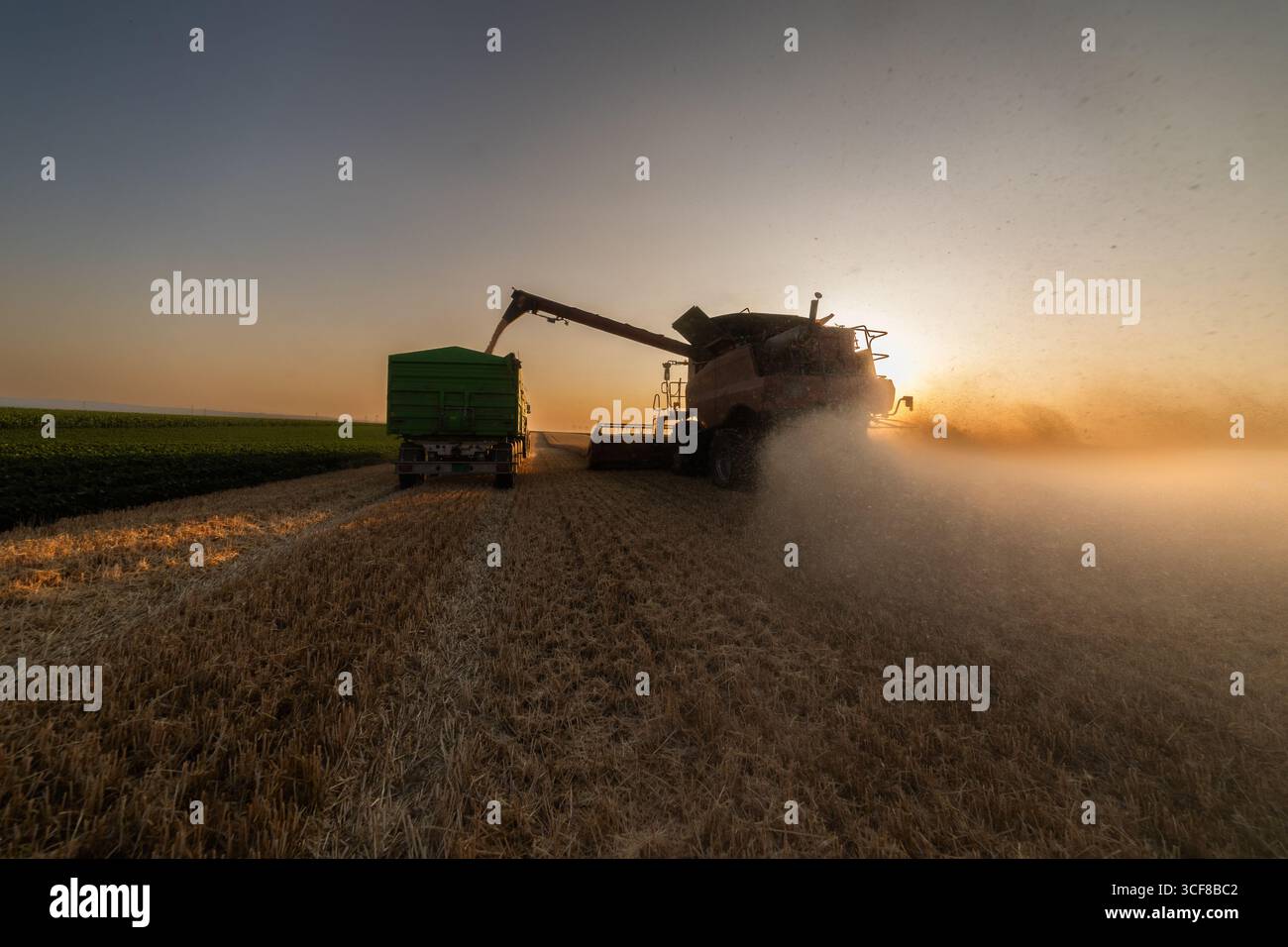 Weizenernte. Mähdrescher, die frisch geernteten Weizen auf Traktor-Anhänger übertragen Stockfoto