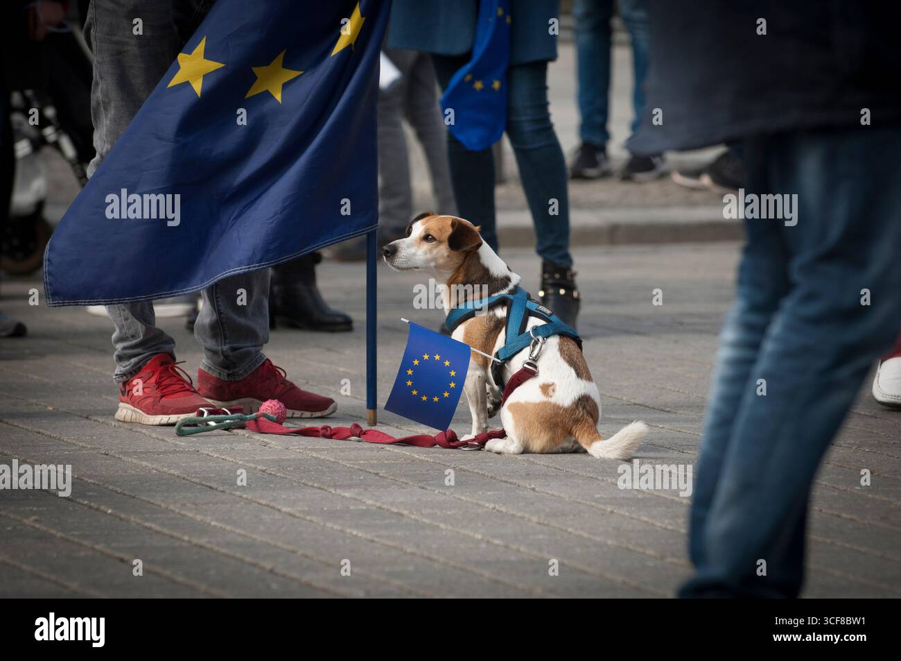 Ein Hund mit einer europäischen Flagge. Europäer beim "Marsch für Europa" in Berlin. Mehrere zum 60. Jahrestag der Römischen Verträge. Stockfoto
