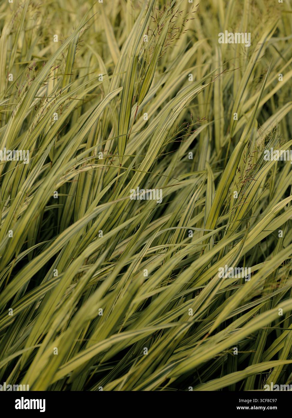 Ein grüner Garten langes Gras hinterlässt Gartenflora Natur Hintergrund Stockfoto