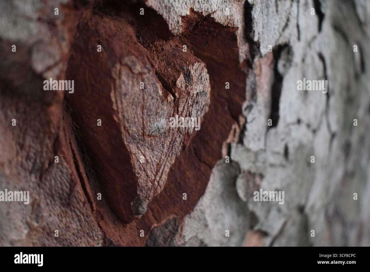 Herz in verwitterte Baumrinde gehauen, Nahaufnahme. Stockfoto