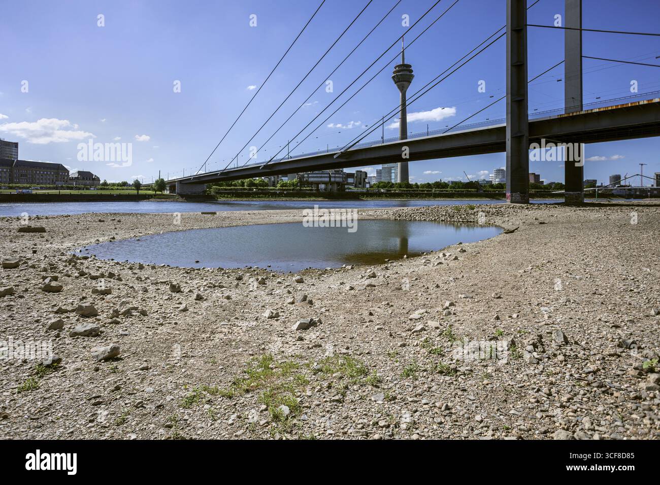 Der Rhein hat Niedrigwasser, große Teile des Flusses sind trocken, Blick auf die Rheinknie-Brücke und den Rheinturm - Düsseldorf, Nordrhein-Westfalen, Deutschland Stockfoto