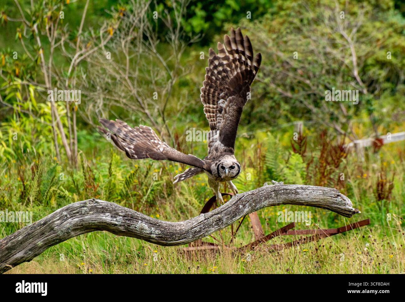 Ein afrikanischer Uhu in Muncaster Castle, Muncaster, Cumbria, Großbritannien. Stockfoto