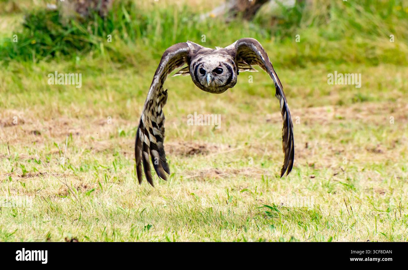 Ein afrikanischer Uhu in Muncaster Castle, Muncaster, Cumbria, Großbritannien. Stockfoto