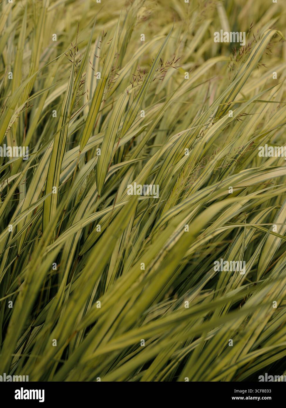 Ein grüner Garten langes Gras hinterlässt Gartenflora Natur Hintergrund Stockfoto