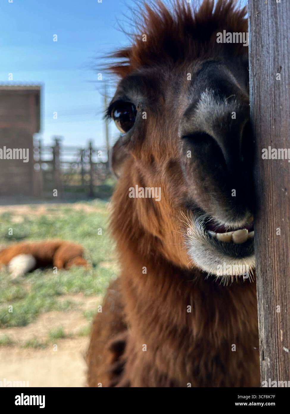 Nahaufnahme eines braunen Alpakas, der neben einem Holzpfosten mit Zähnen blickt, im Freien bei natürlichem Tageslicht fotografiert. Humorvoll - Smartphone-aufgenommenes Stockfoto