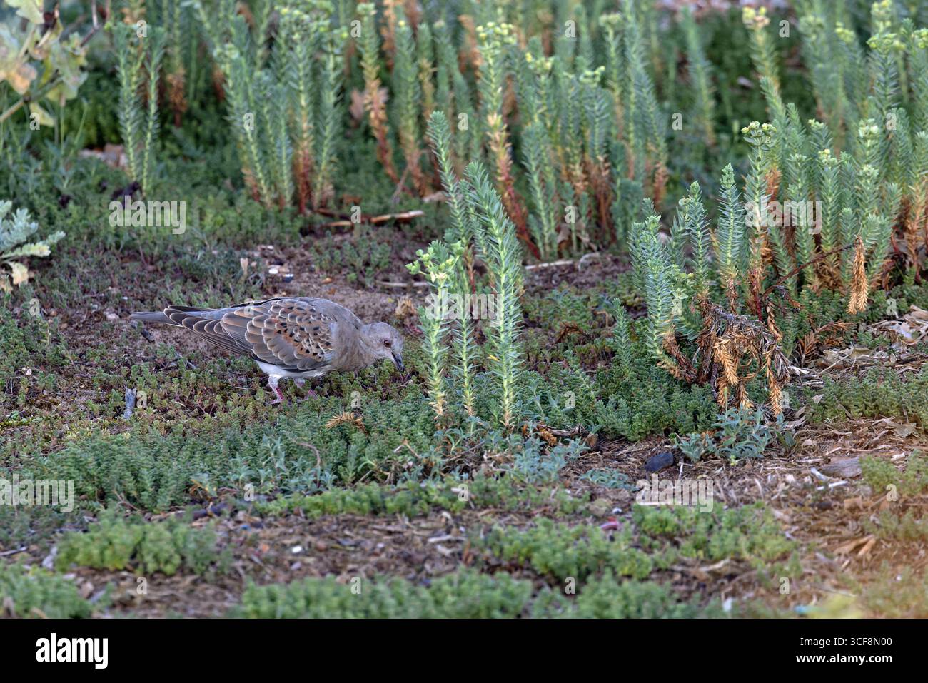 Turtle Dove (Streptopelia turtur) juvenile Norfolk August 2025 Stockfoto