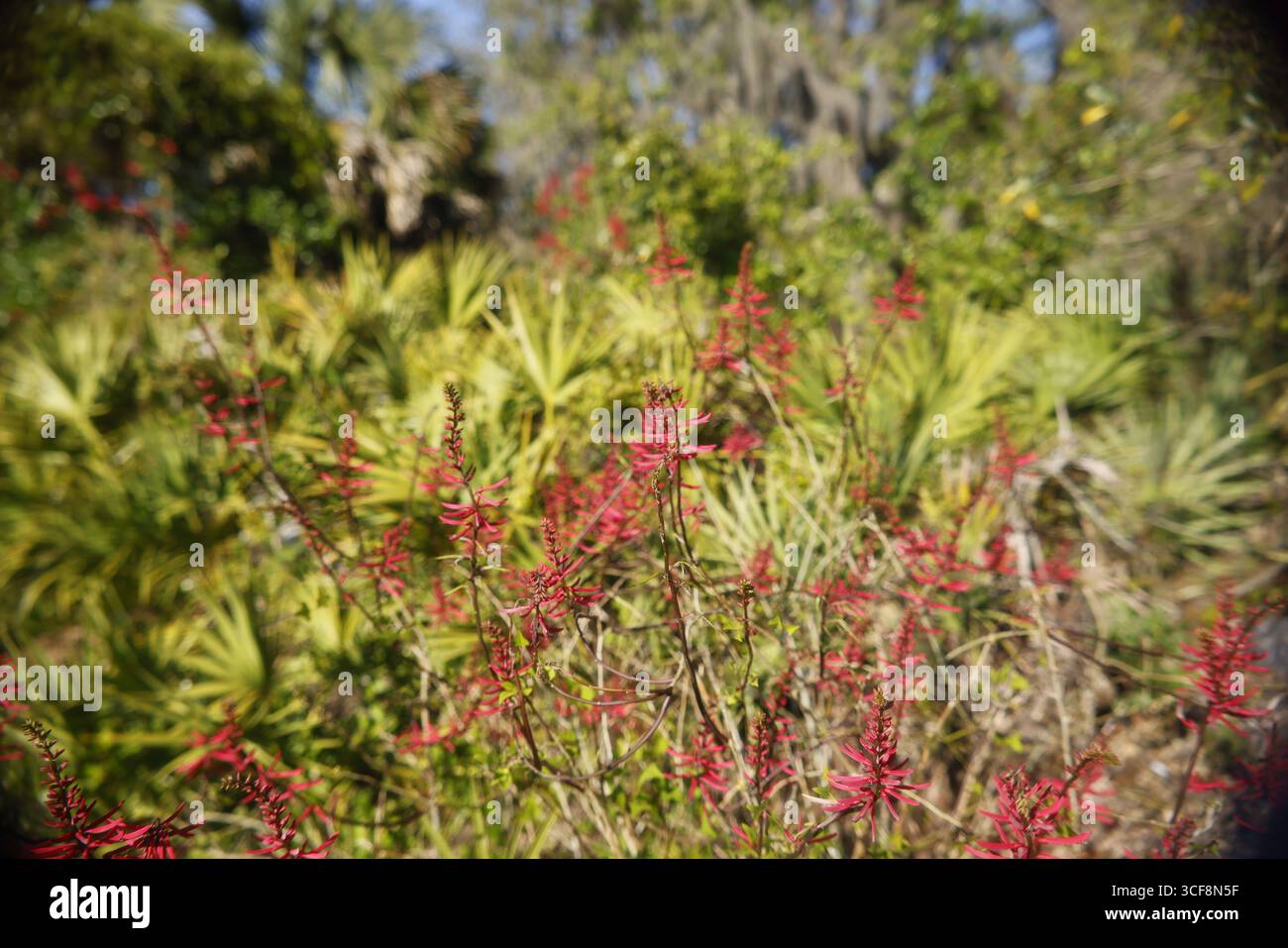 Korallen, Bohnen, (Erythrina herbacea), Florida, einheimisch, Sträucher, blüht in wilder Wildnis im Sping Stockfoto