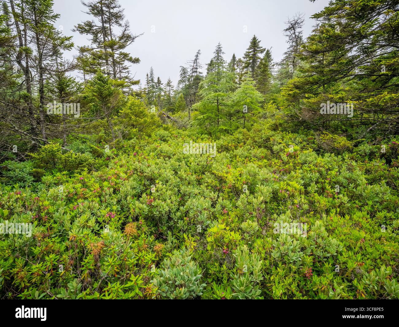 Eagle Hill Bog Trail im Roosevelt Campobello International Park auf Campobello Island in New Brunswick Kanada Stockfoto