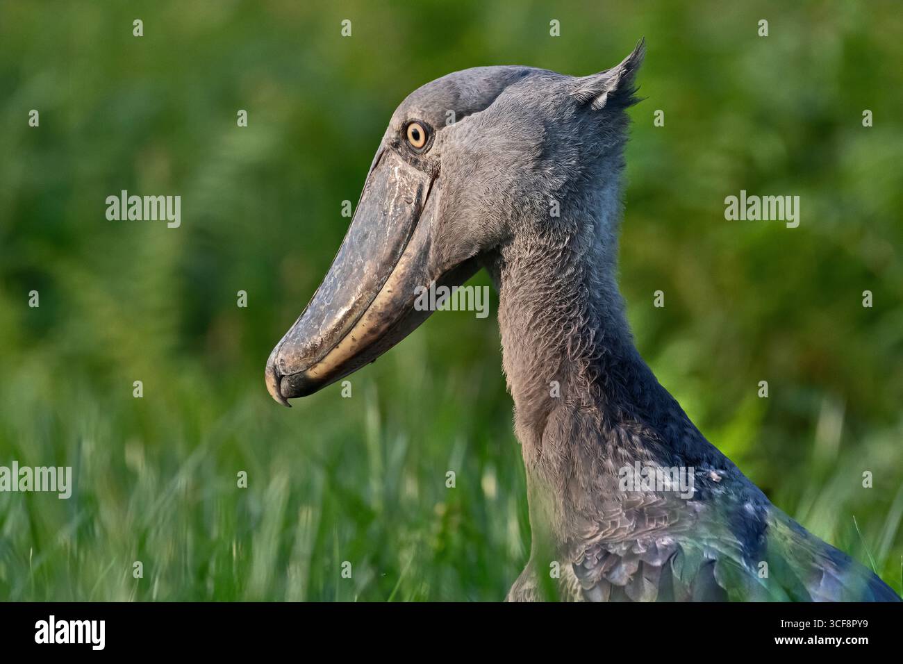 Balaeniceps rex, Shoebill Stork Stockfoto
