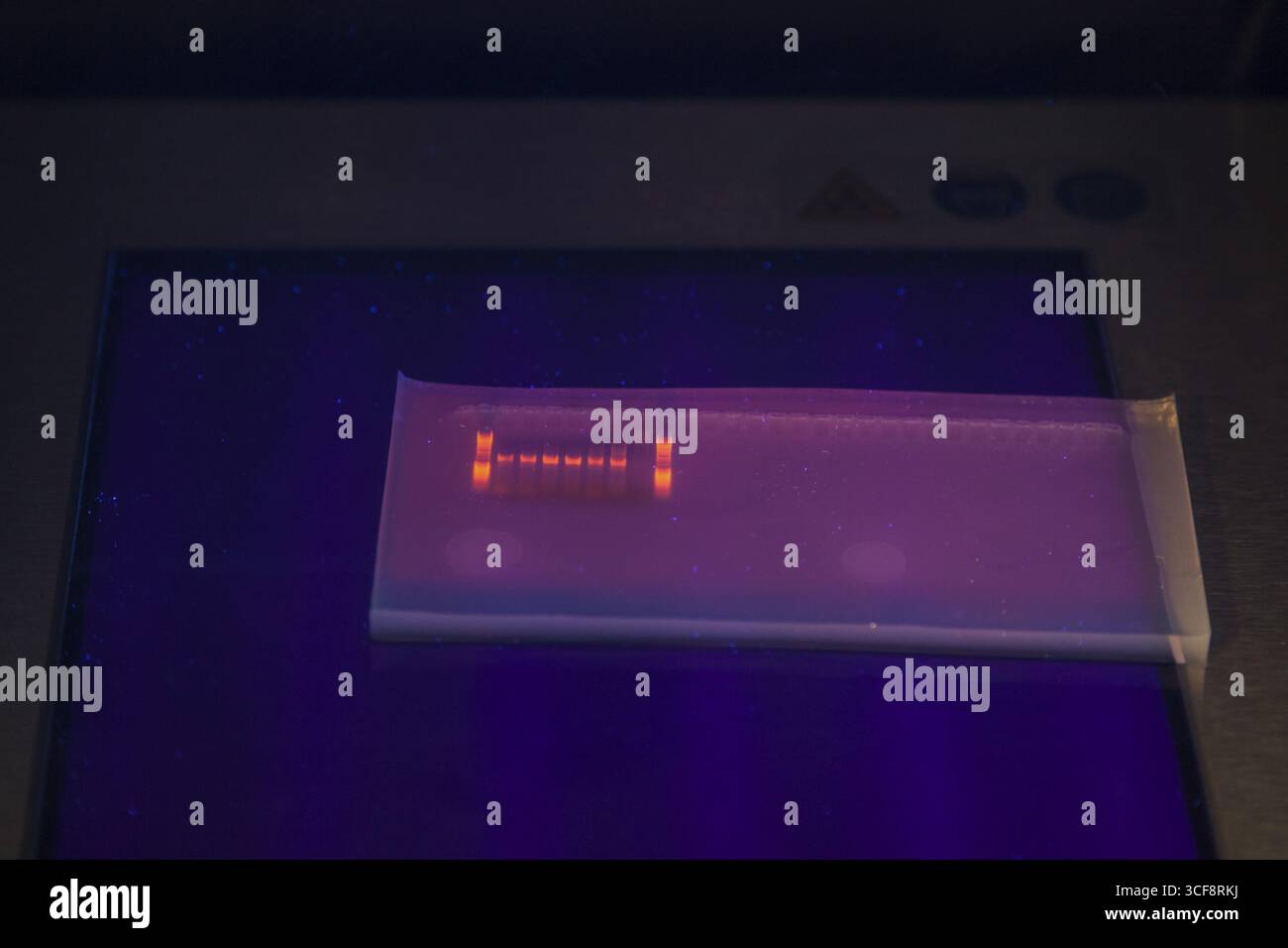 DNA-Gel-Elektrophorese zum Nachweis von Nukleinsäuren in der Biologischen Abteilung der Universität Duisburg-Essen. Die DNA wird mit Hilfe von Mitteln sichtbar gemacht Stockfoto