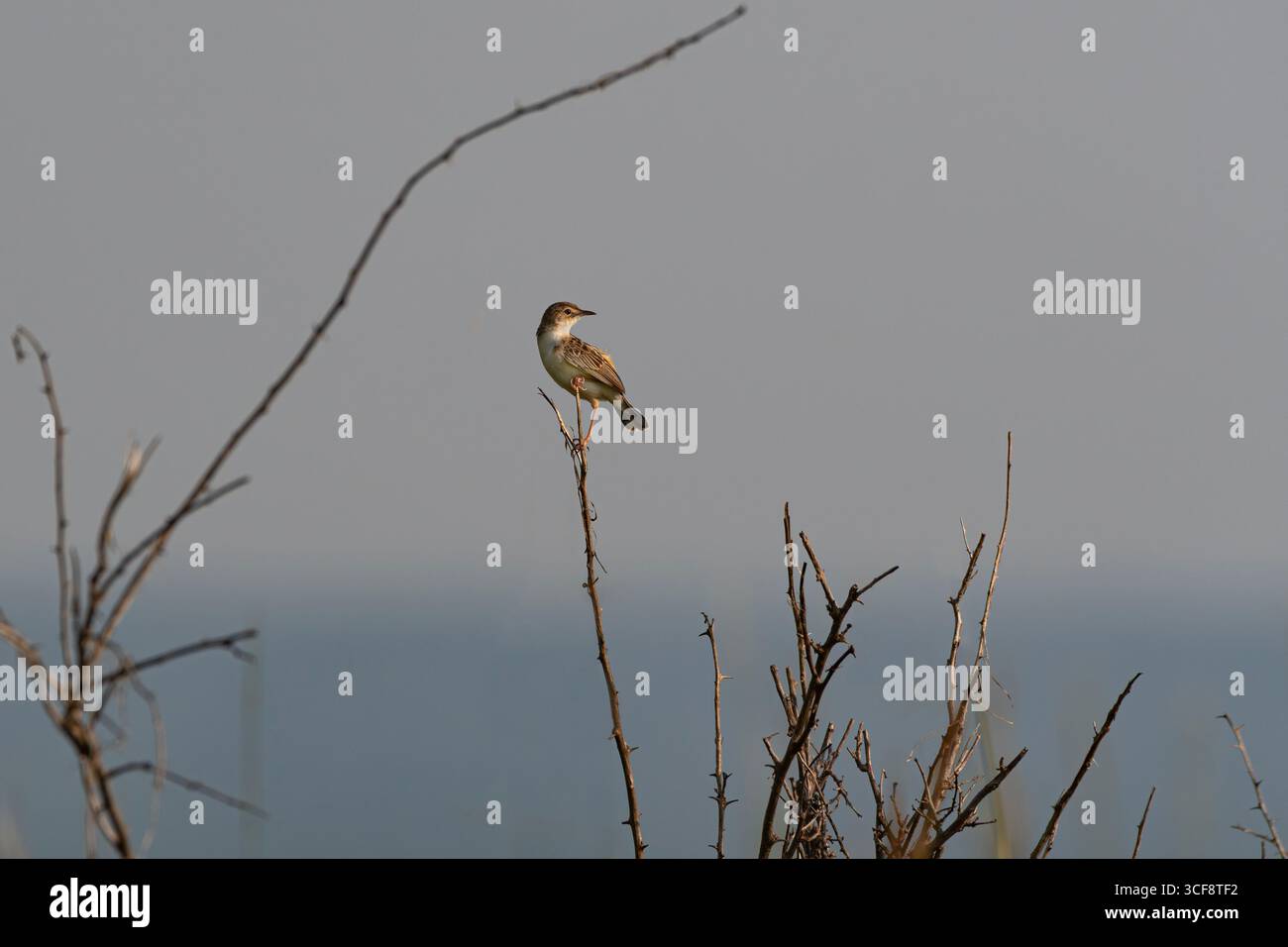 Cisticola juncidis, Zitting Cisticola Stockfoto