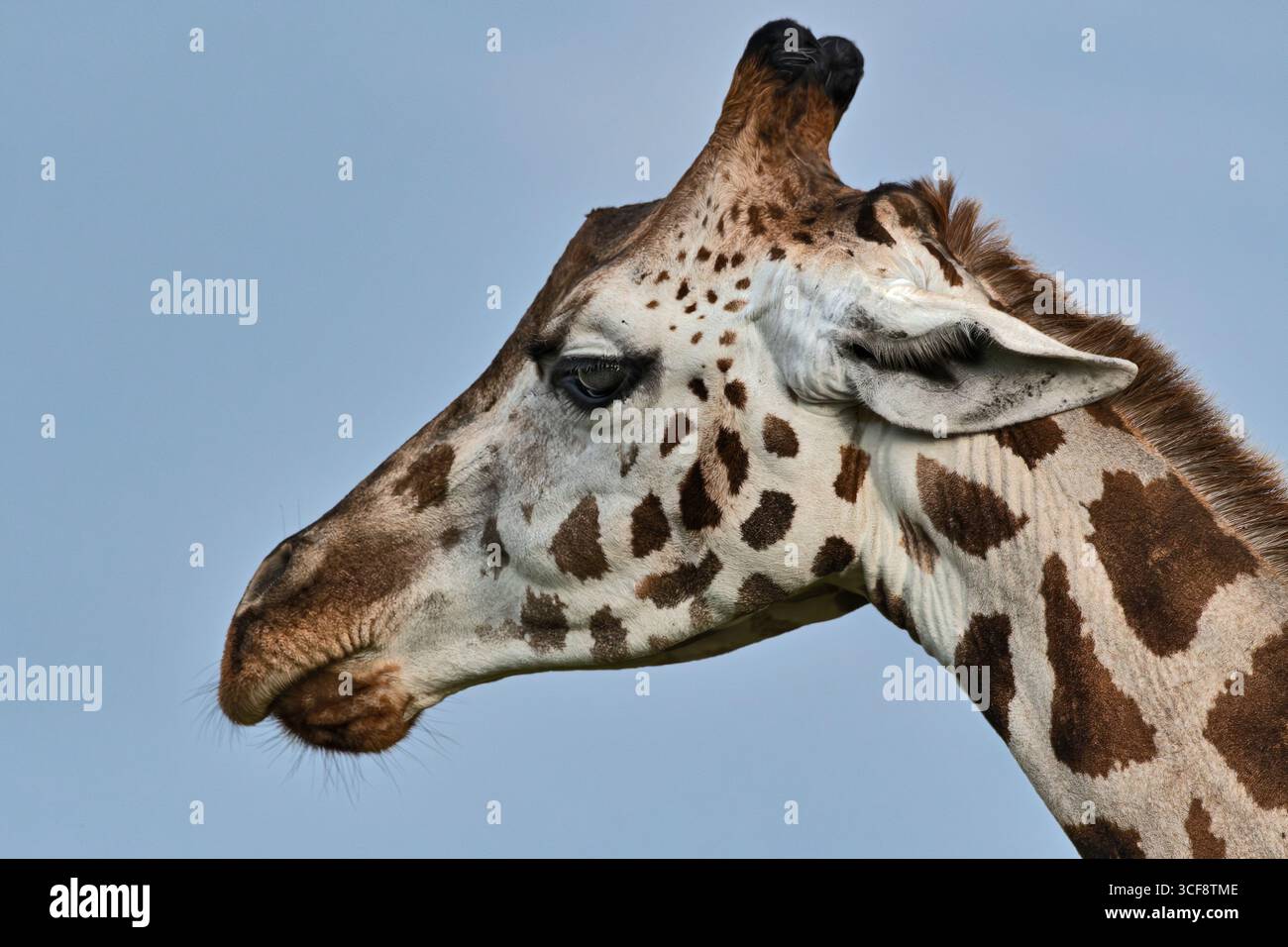 Giraffa camelopardalis rothschildi, Rothschild's Giraffe Stockfoto
