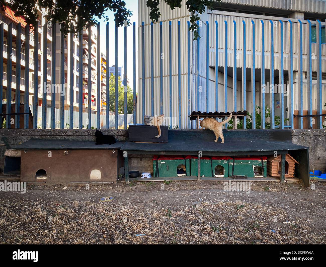 Katzenschutzgebiet mit vorübergehender Unterbringung und Pflege von obdachlosen Katzen in der städtischen Landschaft von Pescara, Abruzzen, Italien Stockfoto