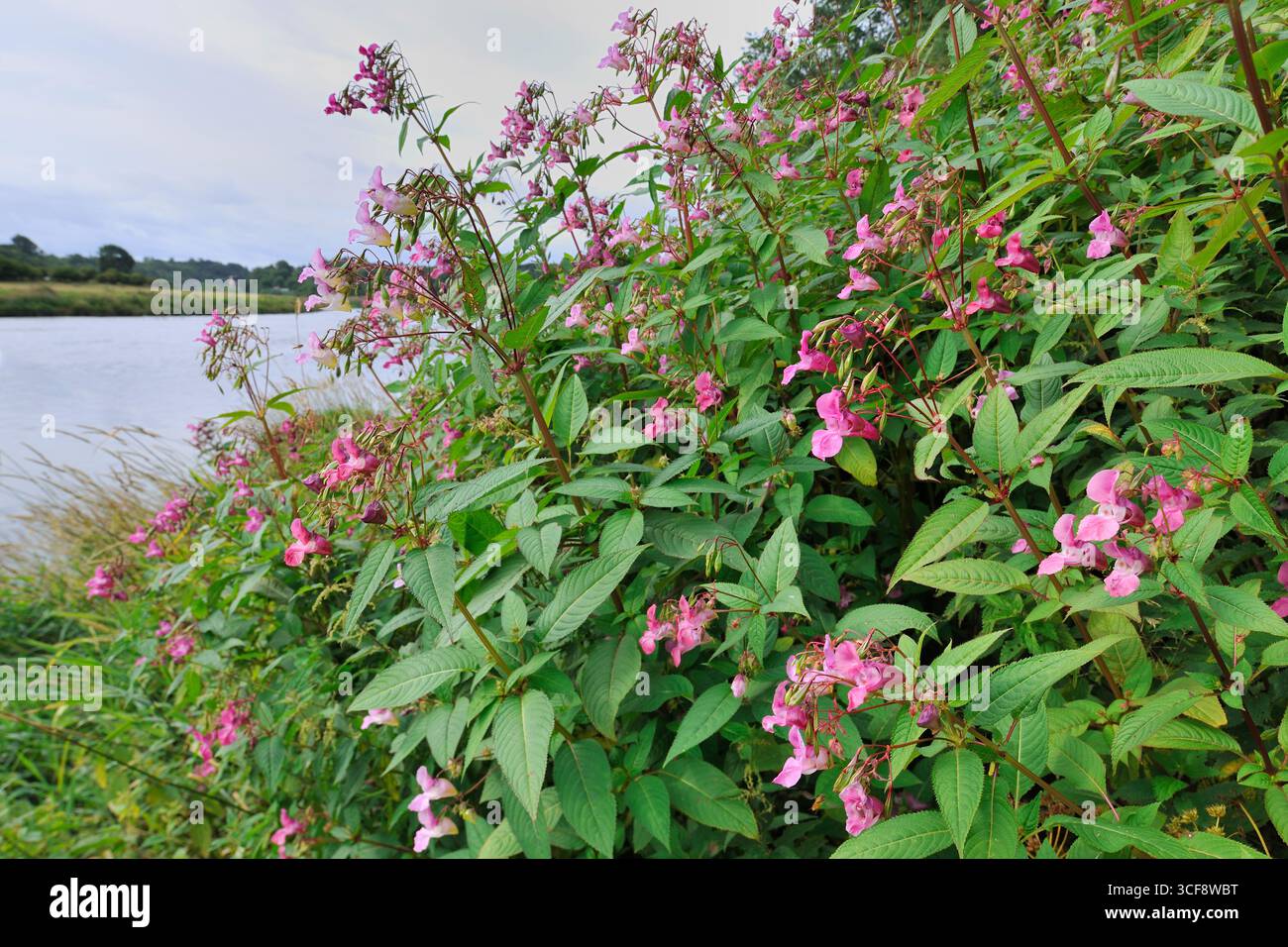 Himalaya / Indischer Balsam (Impatiens glandulifera) dichter Pflanzenbestand, der am Flussufer am Fluss Tweed, Northumberland, England, August wächst Stockfoto