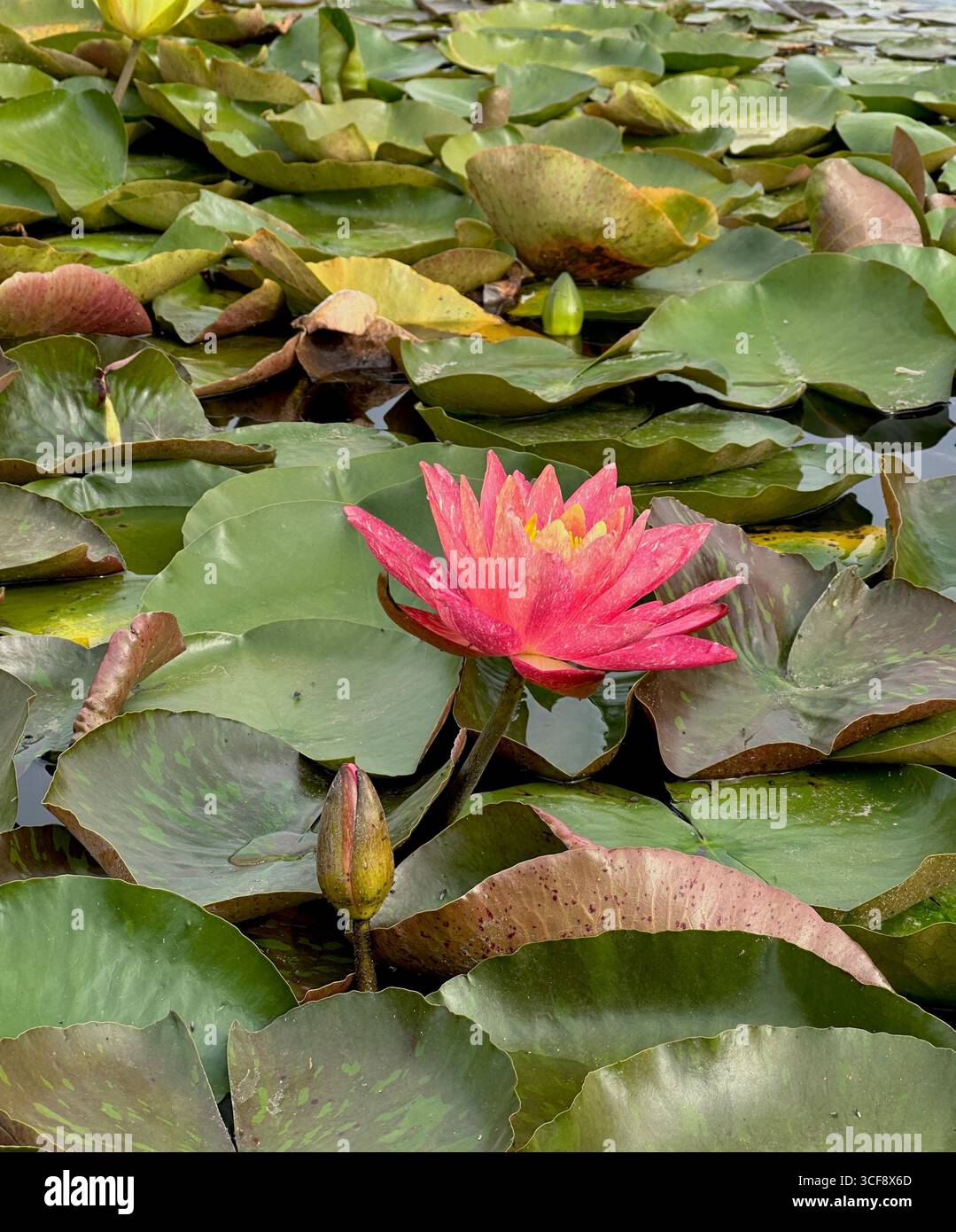 Gelbe und rosafarbene Seerosen blühen zwischen grünen Lilien und Schilf in einem Teich. Perfekt für Natur, Ökologie, Wasserpflanzen, Feuchtgebiete, Gartenarbeiten Stockfoto