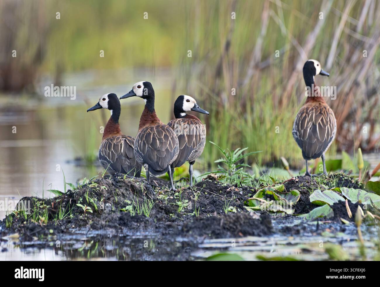 Dendrocygna viduata, weißgesichtige Pfeifenente Stockfoto